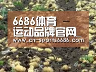 种植基地八(图1)